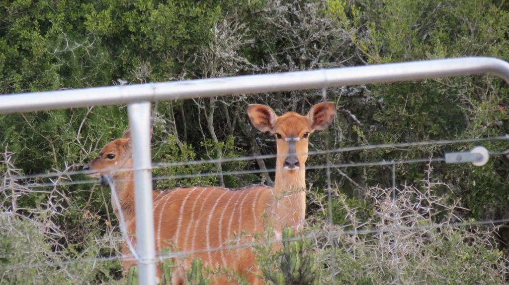 Kudu Ridge Game Lodge Addo Exteriör bild