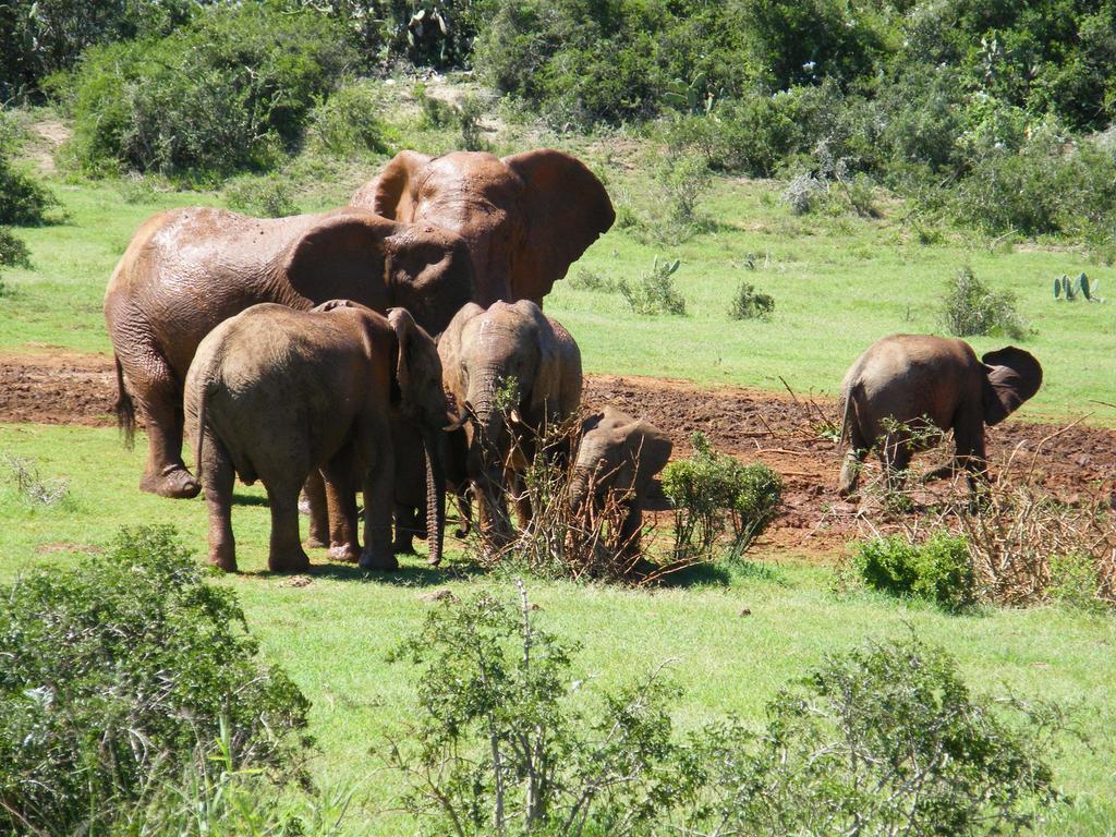 Kudu Ridge Game Lodge Addo Exteriör bild