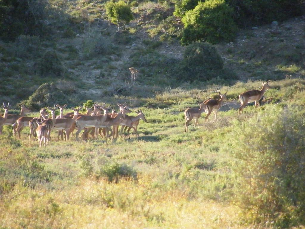 Kudu Ridge Game Lodge Addo Exteriör bild