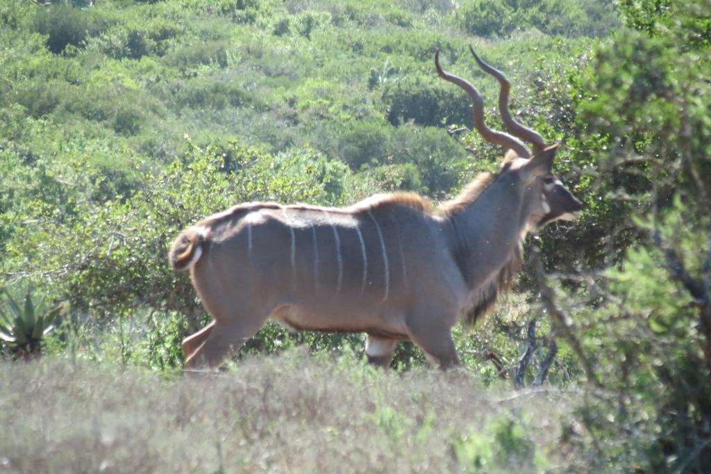 Kudu Ridge Game Lodge Addo Exteriör bild