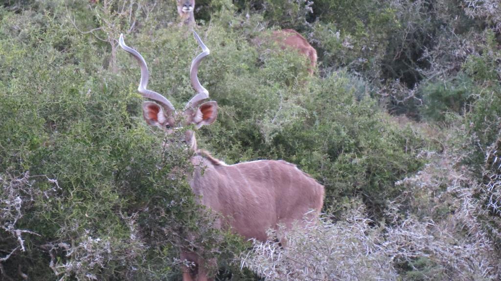Kudu Ridge Game Lodge Addo Exteriör bild