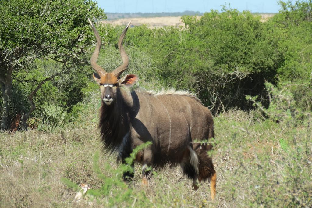 Kudu Ridge Game Lodge Addo Exteriör bild