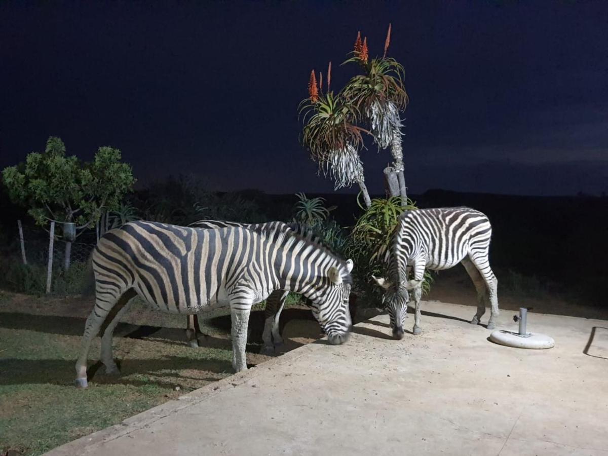 Kudu Ridge Game Lodge Addo Exteriör bild
