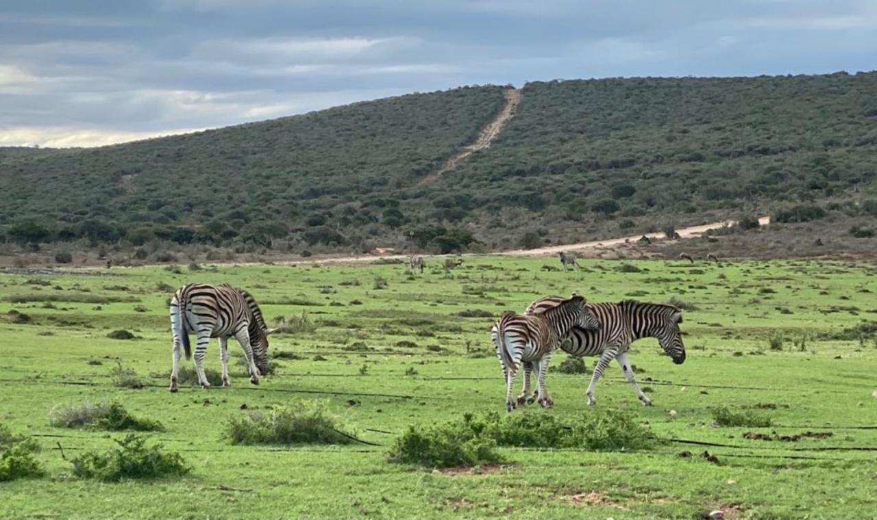 Kudu Ridge Game Lodge Addo Exteriör bild