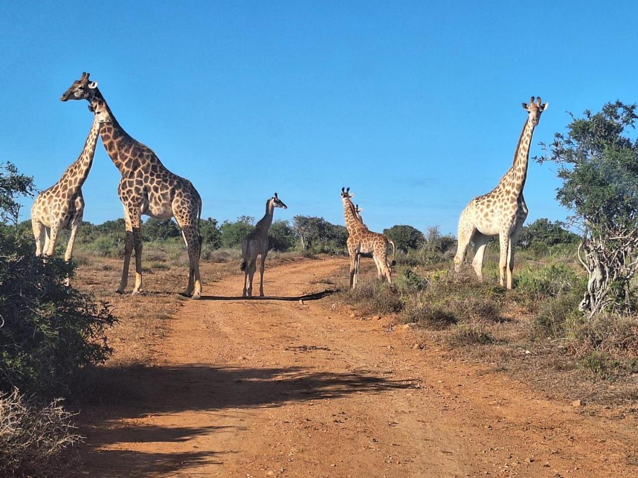 Kudu Ridge Game Lodge Addo Exteriör bild