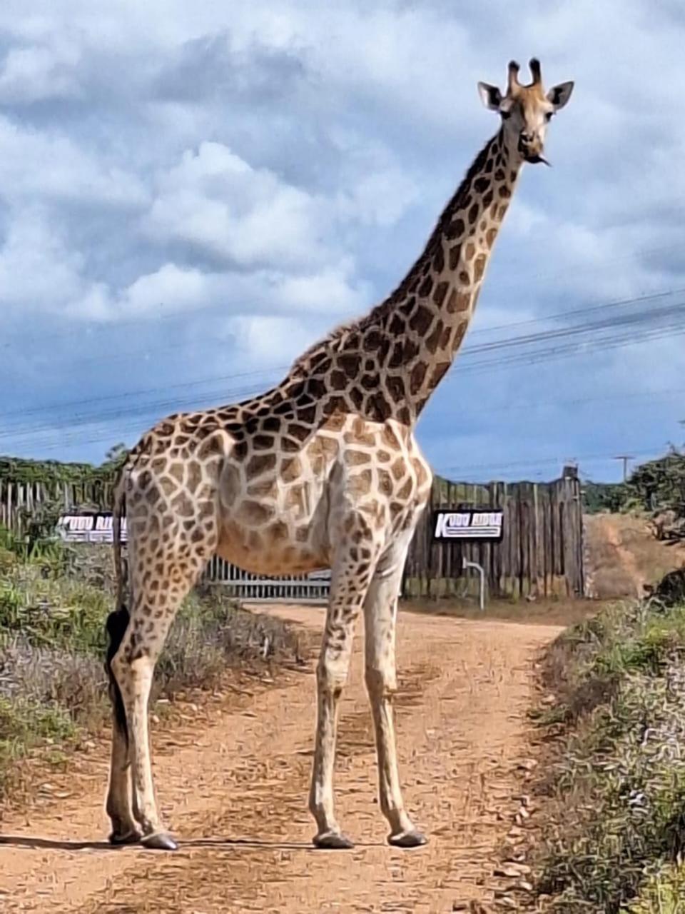 Kudu Ridge Game Lodge Addo Exteriör bild