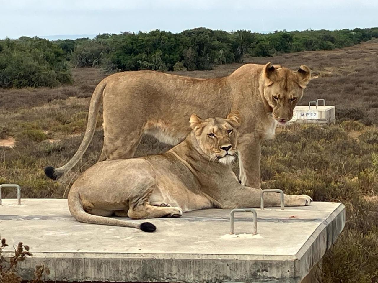Kudu Ridge Game Lodge Addo Exteriör bild