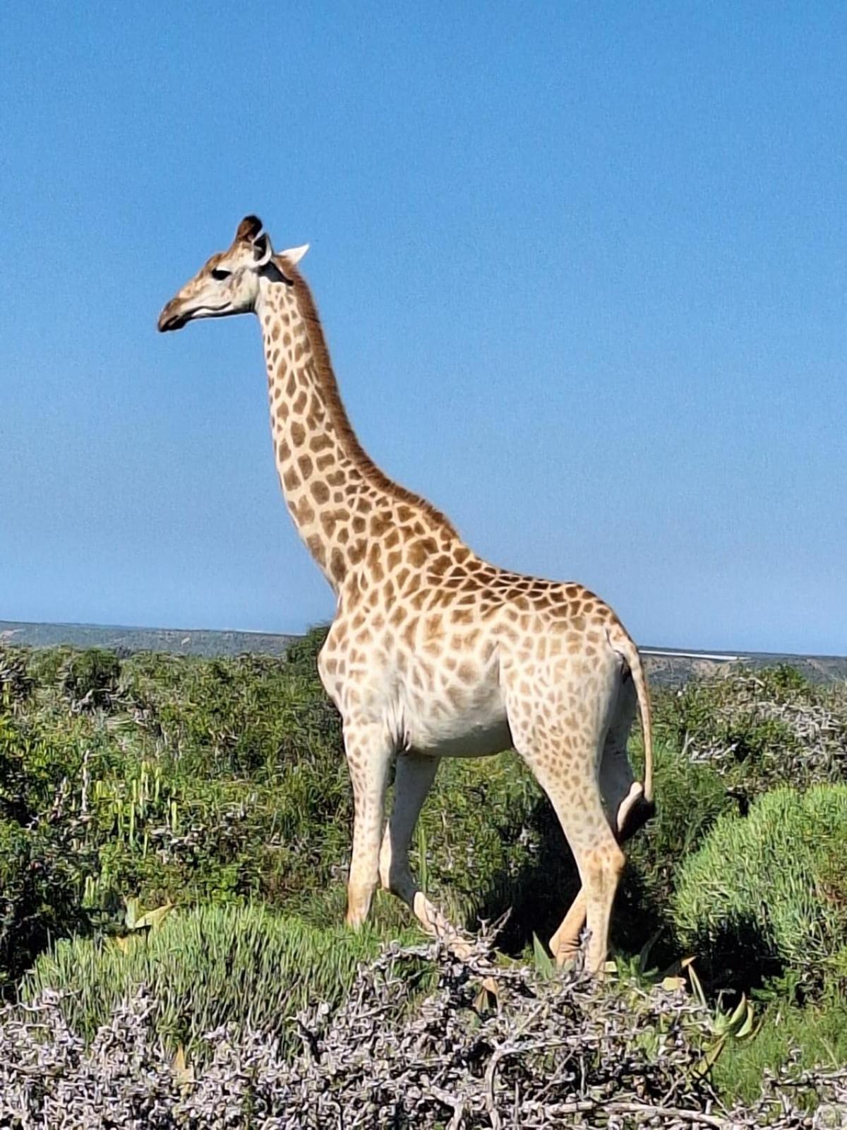 Kudu Ridge Game Lodge Addo Exteriör bild