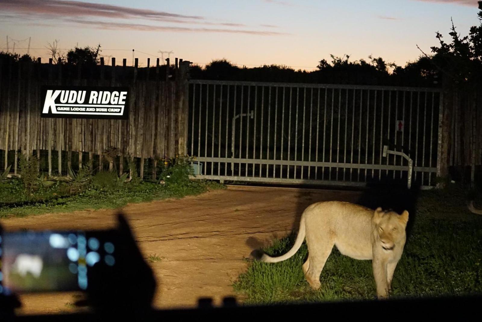 Kudu Ridge Game Lodge Addo Exteriör bild