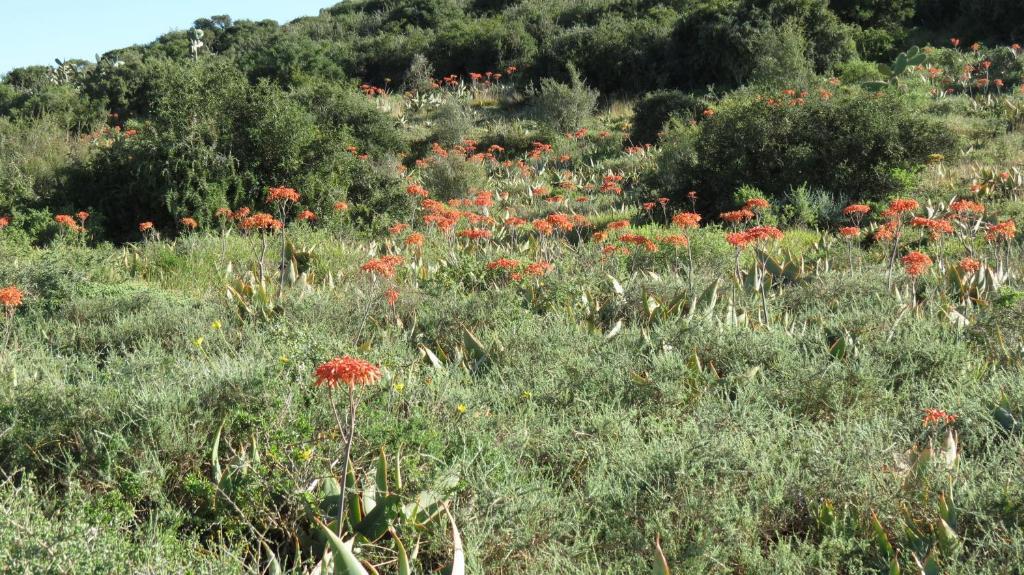Kudu Ridge Game Lodge Addo Exteriör bild