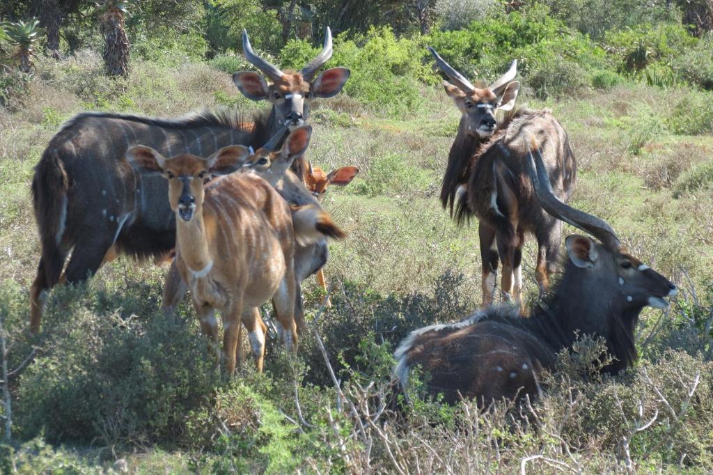 Kudu Ridge Game Lodge Addo Exteriör bild